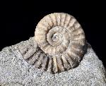 Arnioceras oppeli GUERIN-FRANIATTE 1966 - Bild © FossNet FossilienStore